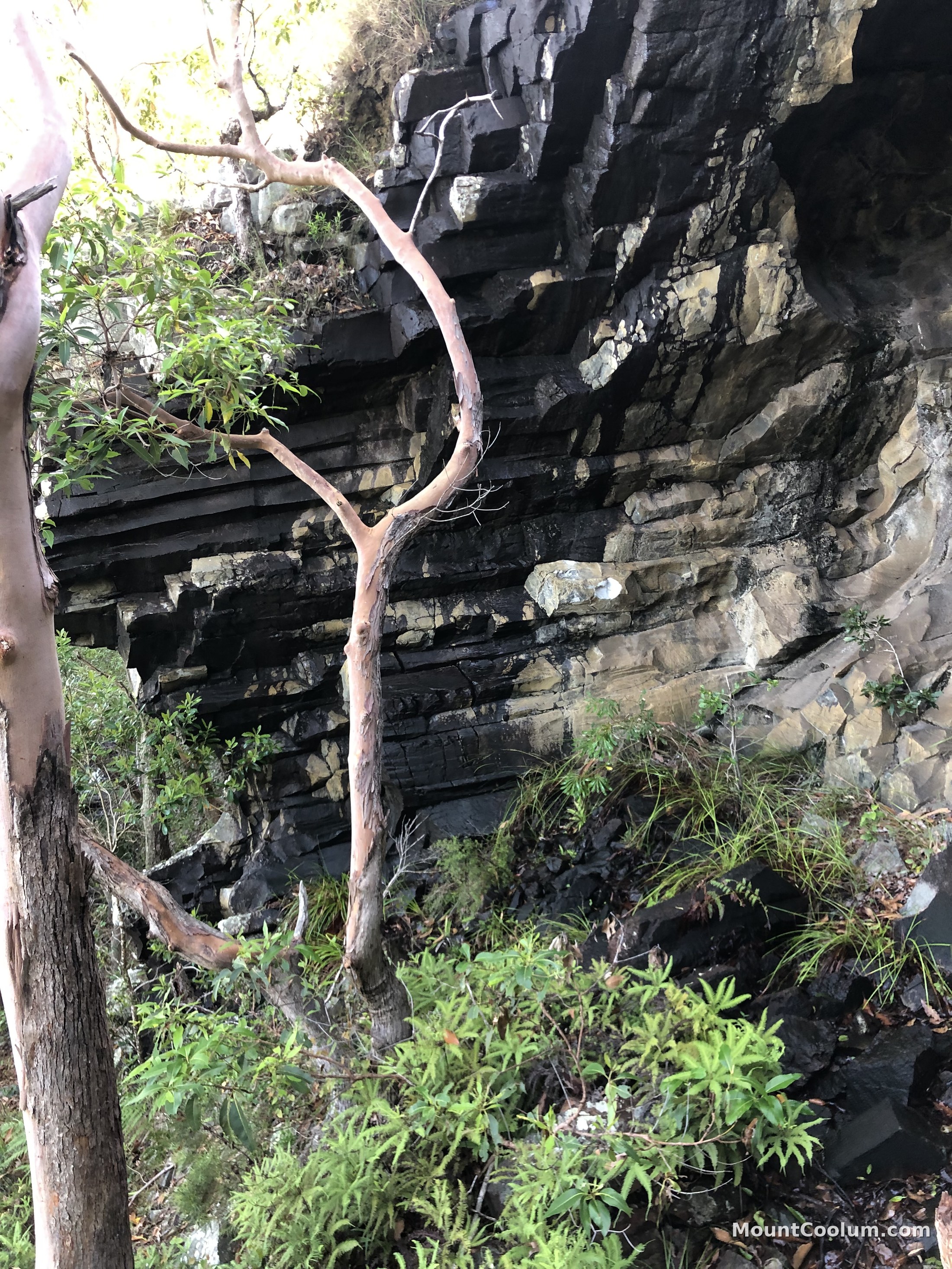 A pale-barked tree growing against blackened, fire-scarred rhyolite rock on Mount Coolum